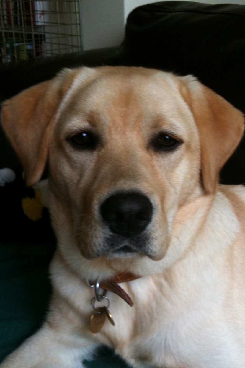 Residing in SW London. Lily passed over the 🌈🦮Rainbow Bridge🦮🌈on 18th June 2021