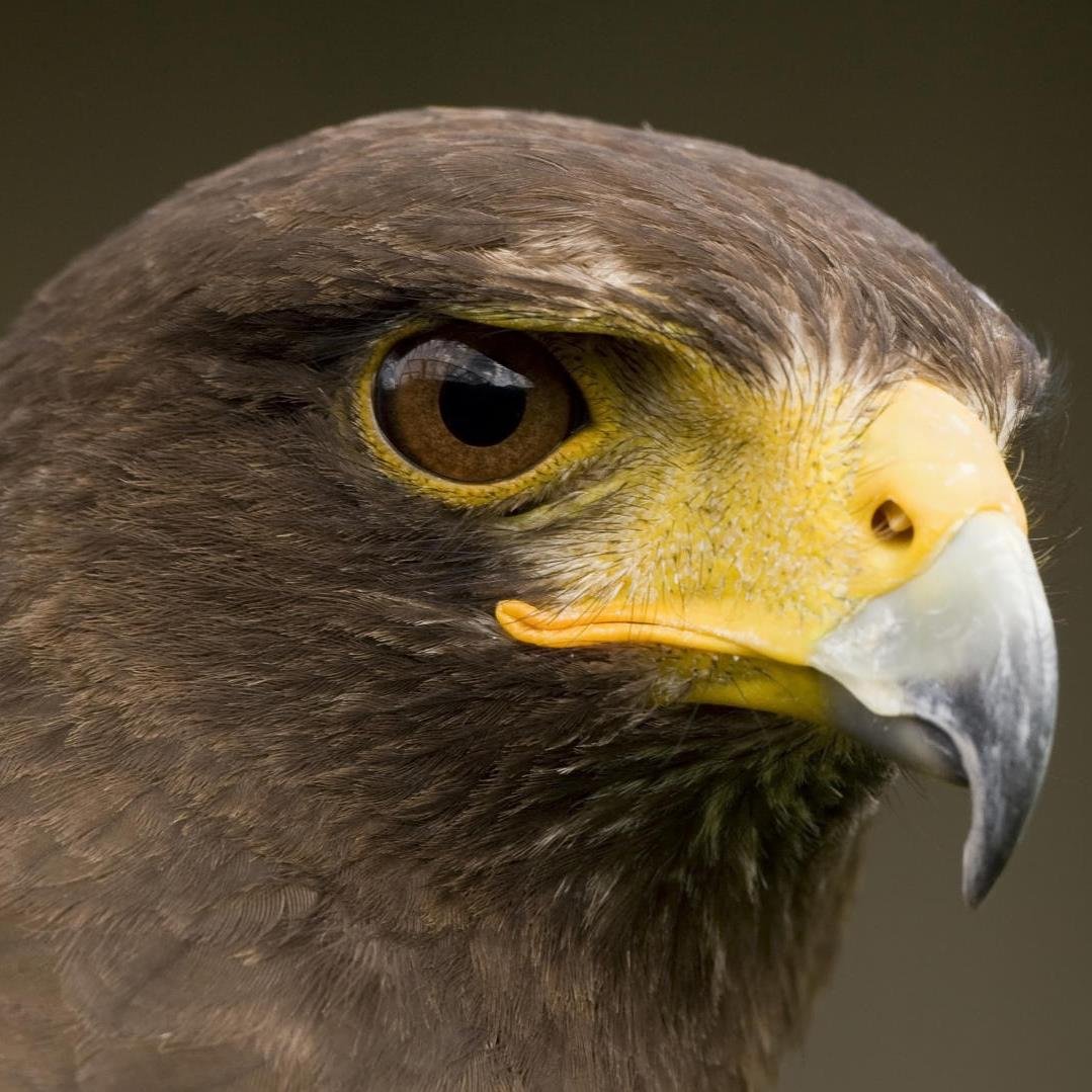 westdorsethawks's profile picture. West Dorset Hawks Hockey Club - 2013 South East Division 1 Champions. A friendly group of jaunty hockey enthusiasts.