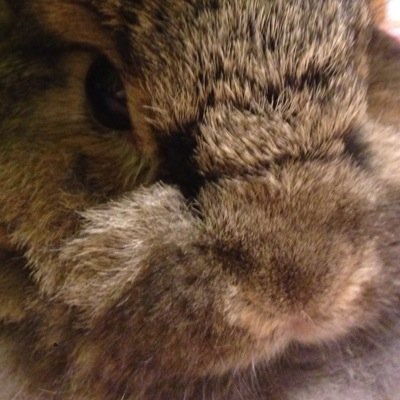 しゃんらいずShanraisさんのプロフィール画像