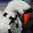 swan_around's profile image
