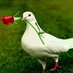 Ronald M Hondongwa (@ronofosho) Twitter profile photo