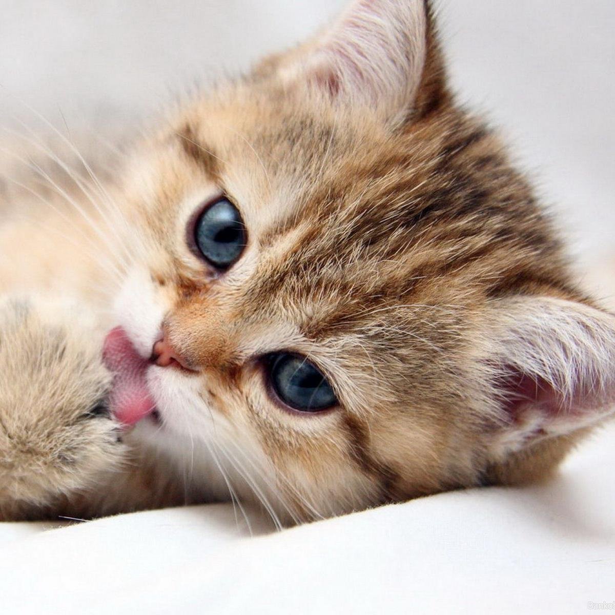 BonitaMascota's profile picture. Animales Bonitos, Preciosas Imagenes de Animales, Mundo Animal, La naturaleza y la vida Animal