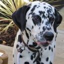 susan rodd - @spottidoggi - Twitter