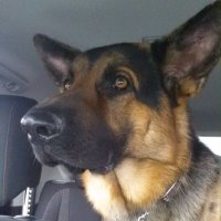 Joe Ray (@joe11234) 's Twitter Profile