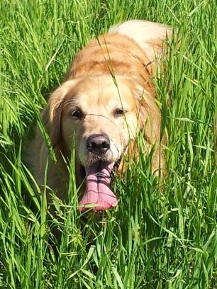 CindyRChemy's profile picture. Chemist, golfer, curler and all round pet lover.