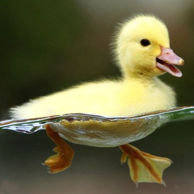 ducks.
