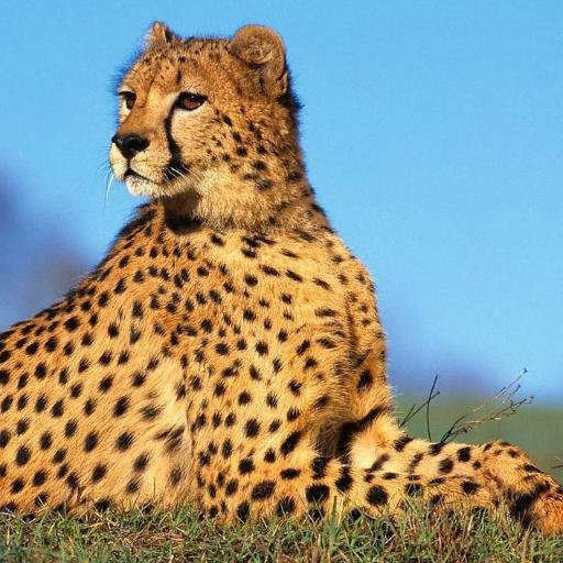 Gepard_vvk's profile picture. 