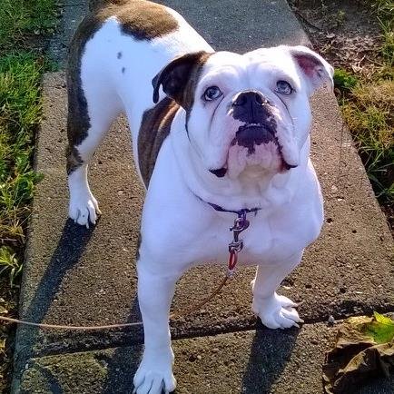 Mother of 3 grandmother of 11+.  Can't live without my ipod no music just books.  Love my hubby.  I am a tax prepare,  and breeder of Olde English Bulldogges.