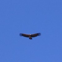 Dji (@dji) 's Twitter Profile