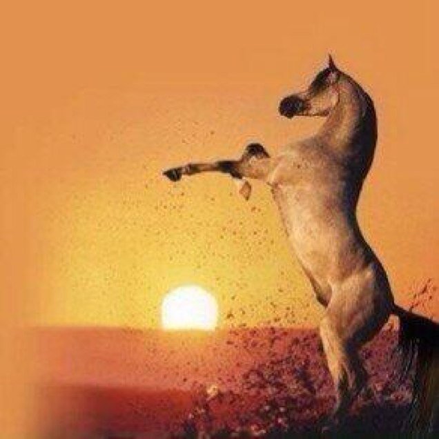 AAlatih's profile picture. سبحان الله