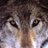 LlopsP5's profile image