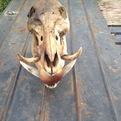 TJtheNorman's profile picture. Oklahoma Wildlife Control serving the area around Oklahoma City.