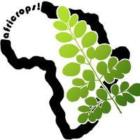 africrops! - Moringa (@africrops) Twitter profile photo