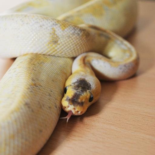 JBSReptiles's profile picture. 