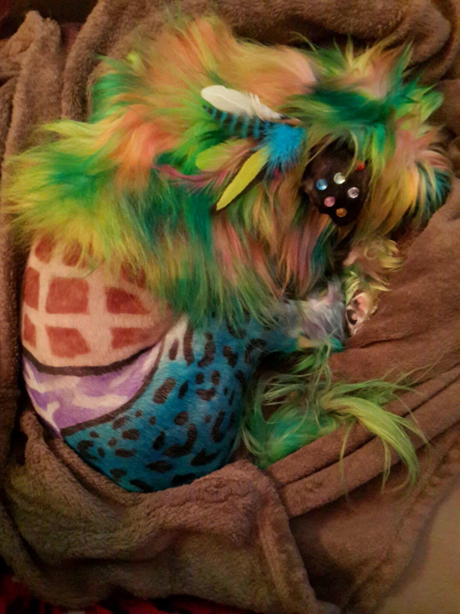 DGroomingAnais's profile picture. Dog Groomer and Creative Stylist in Atlanta Georgia