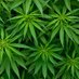 Green Rush Domains (@greenrushdomain) Twitter profile photo