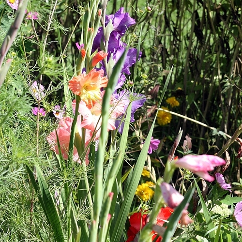 fte_farm's profile picture. An Indianapolis urban farm offering organically & naturally grown vegetables, flowers, & herbs. Chad & Christina McCullough happily work the farm.