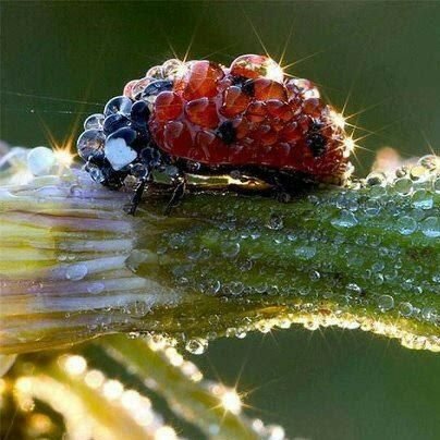 Organic Gardening Supplies