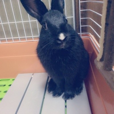 JK❥»16の代/ミニウサギ2羽飼ってるʕ•̫͡•ʔ/サブ垢/ⓕⓞⓛⓛⓞⓦ ⓜⓔෆ⃛∗﹡