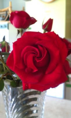 rosaraque's profile picture. 