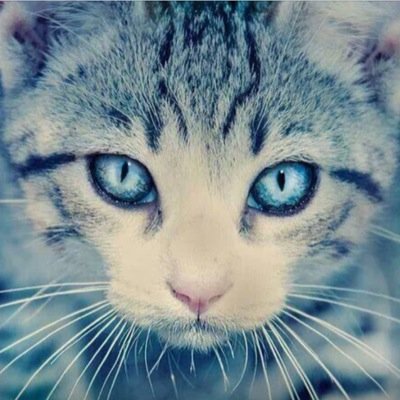 Im Melody, i may only speak in song. Im very curious about other cats and the wold. I choose not to fight, i dont like getting my fur bloody. #Single #Shecat