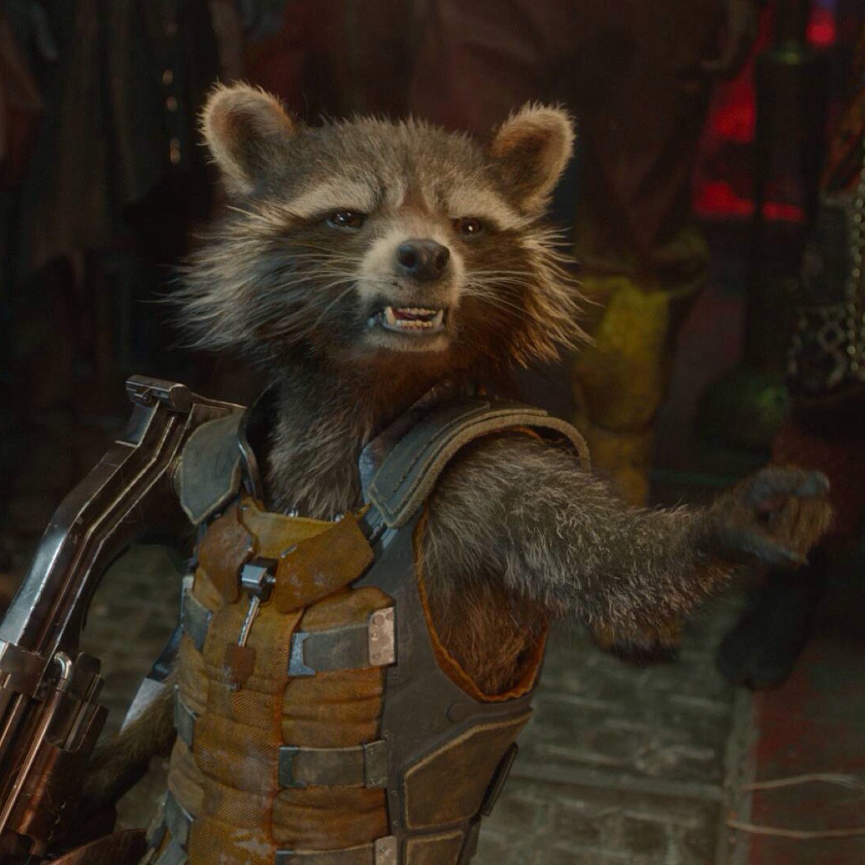 I am not a raccoon.
