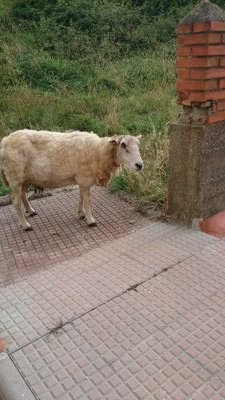 anayerikaypepe's profile picture. 