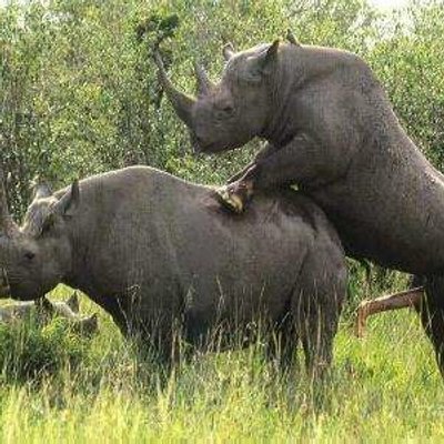 Animal sex forced Forced to