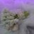 Ameenah_Tariq's profile image