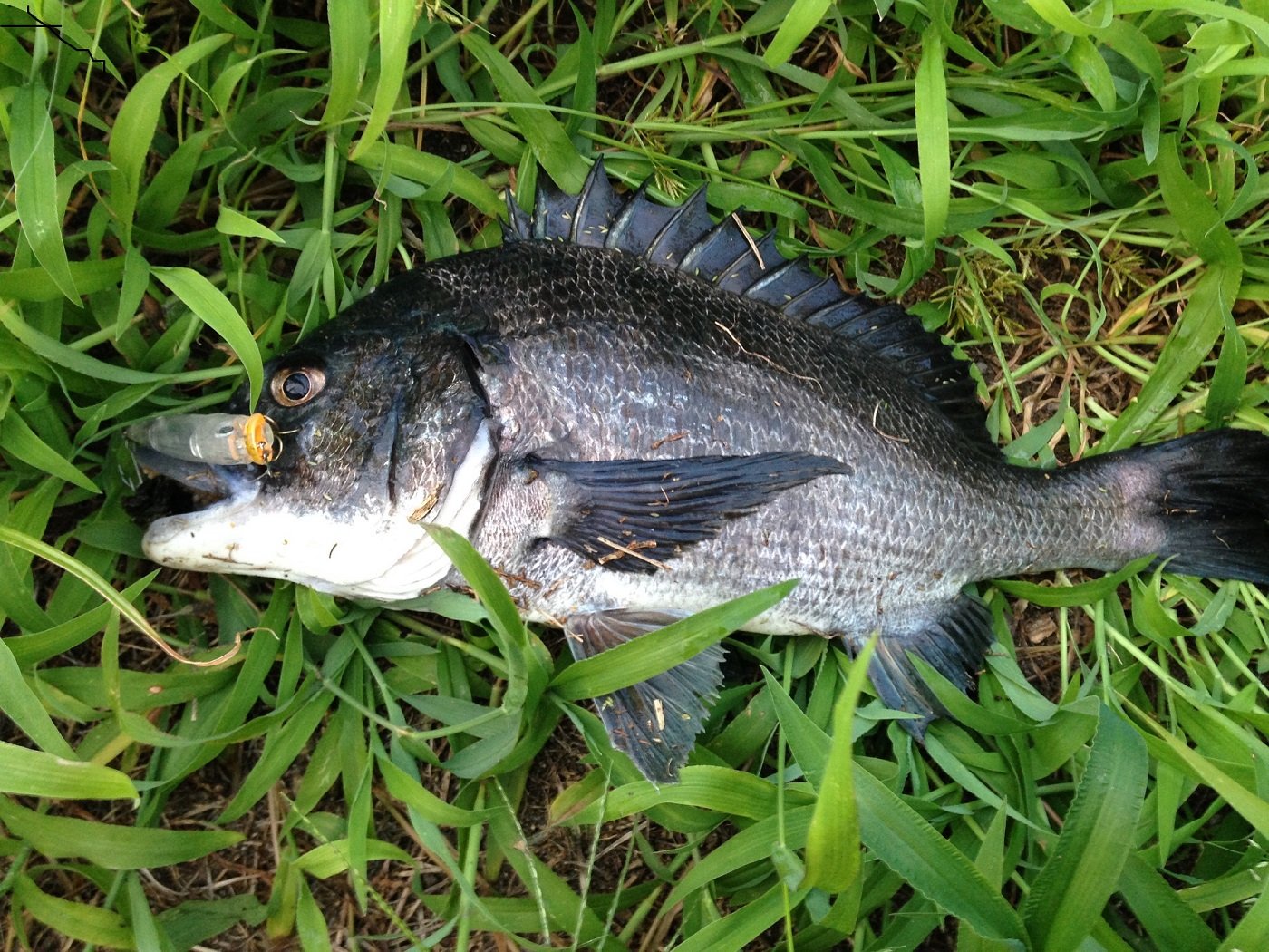 瀬戸内海、しまなみ海道沿いでルアーや餌釣り、魚種やジャンルに拘らず色んな釣りを楽しんでいます。 ↓↓ブログです。暇つぶしにでも見て下さい。