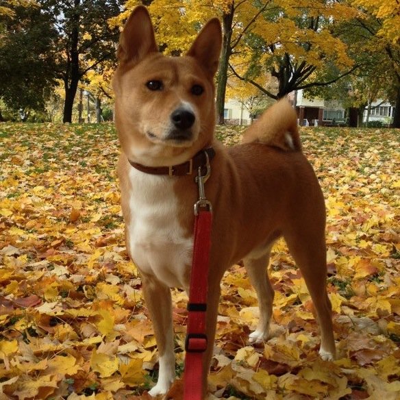 Providing VIP services to animal lovers inspired by my dog and being a dog owner. Pet services: In home Dog boarding, dog day care. https://t.co/YUR5baKPjU