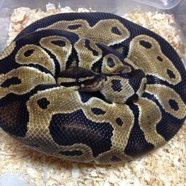 爬虫類 哺乳類 節足動物 魚類 飼育 動販220110017号 屋号Exotic Gate 店舗休業中