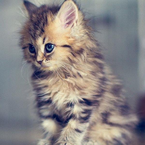 ♥ CATS ♥