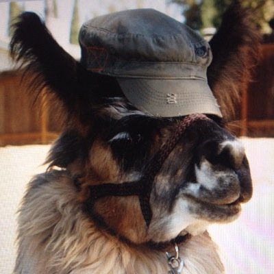 llamas with hats shirts