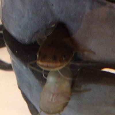 Japanesemedaka's profile picture. 2020年2月からヒツジグサを育てています。