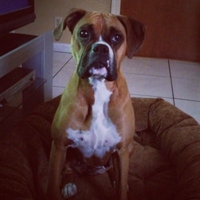 CuteBoxerDogs's profile picture. Cutest Boxer Dogs on Twitter! Tag @CuteBoxerDogs on your boxer picture for a post on here!