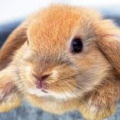 もふもふうさぎが可愛すぎる こっち おいでよ Http T Co 7tfwnczviy