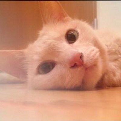 癒しの猫画像 Love Cat Club Twitter 癒しの猫画像 Love Cat Club Twitter