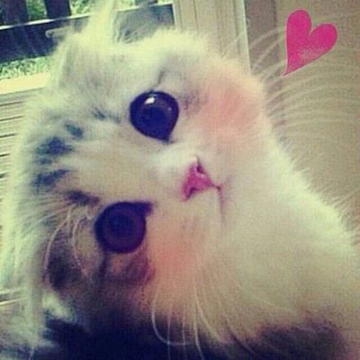 可愛すぎる猫画像 Neko Kawaiine Twitter
