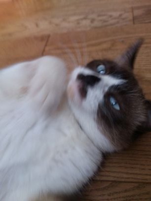 678nyan's profile picture. 