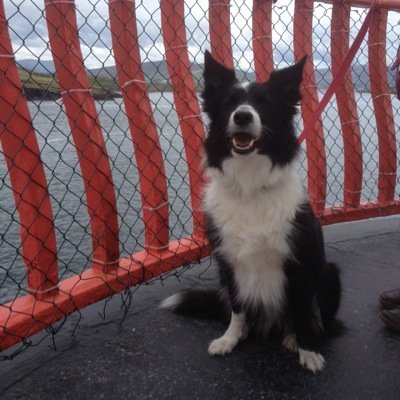 Hi, I'm Sammy the border collie. I travel around Ireland looking for #dogfriendly things to do and places to stay. #travelswithabordercollie #dogfriendlyireland