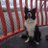 PetfriendlyIRL's profile image