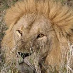 Végétarien convaincu. Rien d'autre dans le monde respecte le fait que les animaux