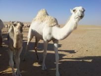 ‏‏سبحان الله