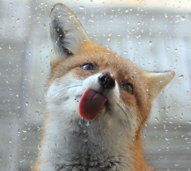 DaniilLisichkin's profile picture. 