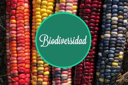 Técnico Superior en Gestión Medioambiental. Productor y consumidor de agricultura ecológica.
