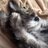 ArthurSchnauzer's profile image
