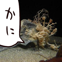 海と骨(@openthepkk) 's Twitter Profile Photo