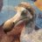 suzuhara_y's profile image