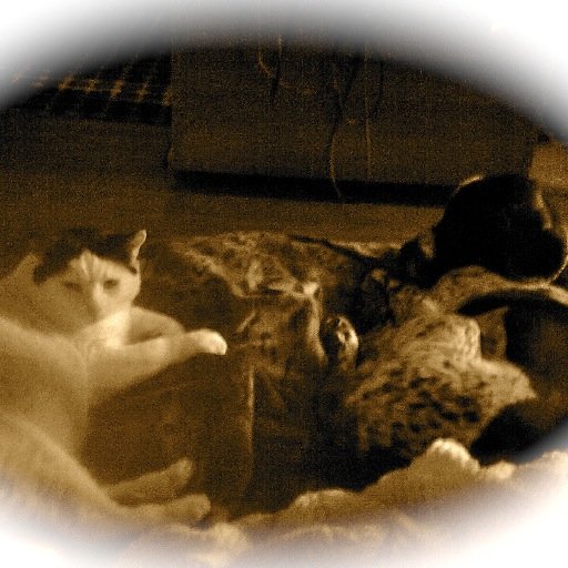 honademeshk's profile picture. 